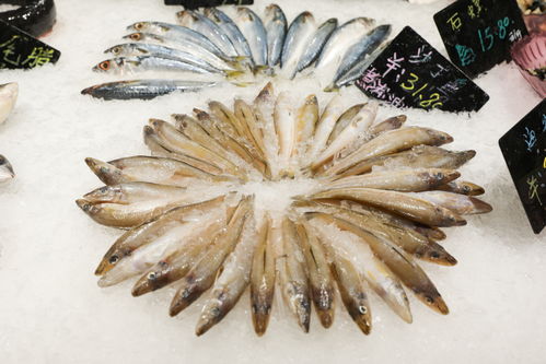 沙丁魚(yú)生鮮海產(chǎn)品海鮮美食攝影圖 st攝影