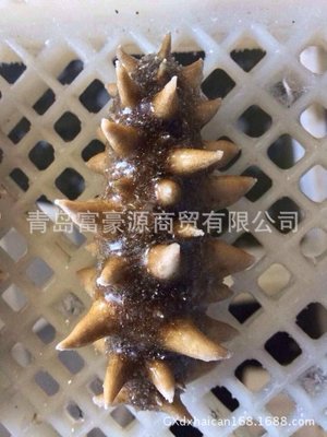 【現(xiàn)貨供應 海參 即食刺參 海鮮水產品干海參 規(guī)格齊全 【圖】】價格,廠家,圖片,軟體類,青島富豪源商貿-
